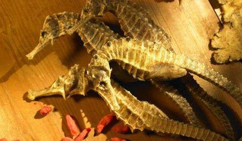 吃瓜的海马,揭秘海洋中的“美食家”