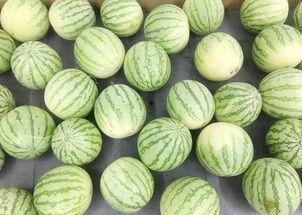 吃瓜群众种植物,揭秘吃瓜群众种植物的魅力