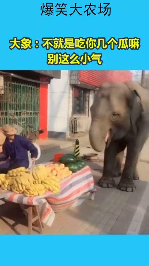 大象杯吃瓜,一场视觉与味蕾的双重盛宴