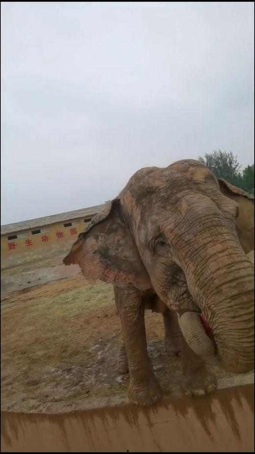 大象杯吃瓜,一场视觉与味蕾的双重盛宴