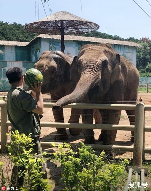 大象杯吃瓜,一场视觉与味蕾的双重盛宴