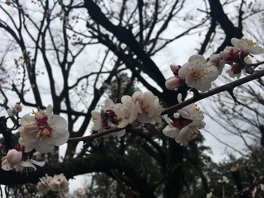 樱花屋吃瓜,一场别开生面的吃瓜盛宴