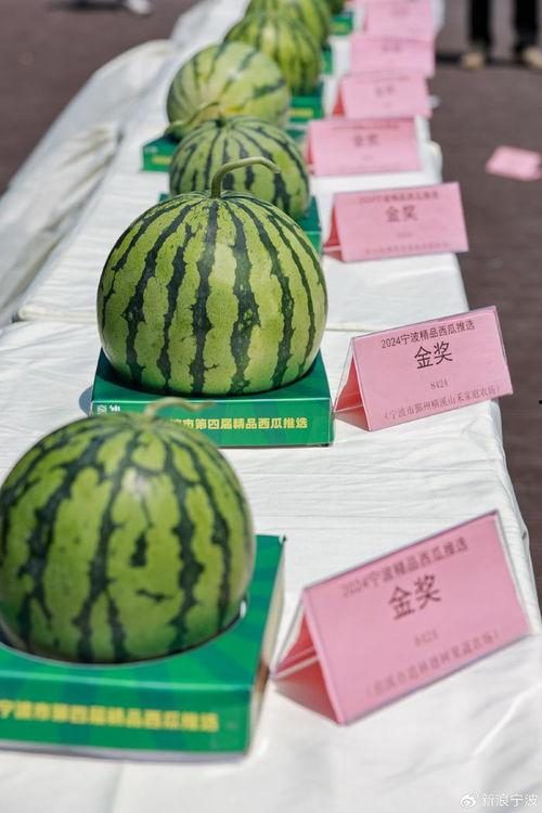 吃瓜的搭子,与吃瓜搭子共度欢乐时光