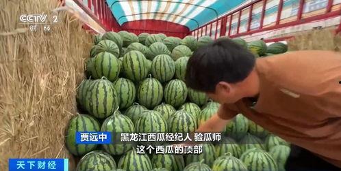 左营吃瓜,一场吃瓜群众的狂欢盛宴